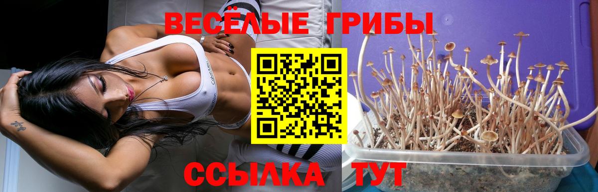 Галлюциногенные грибы прущие грибы  Галлюциногенные грибы мицелий  Полысаево  Вход с VPN 